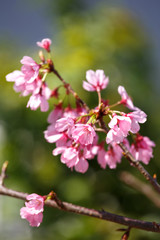 桜の花