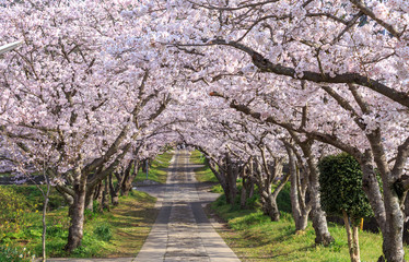 桜のアーチ