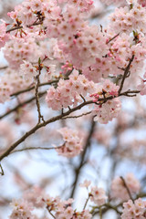 桜の花