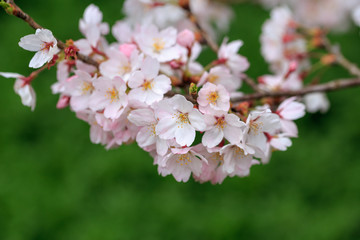 桜の花