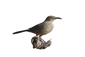 Curve-billed thrasher, Toxostoma curvirostre
