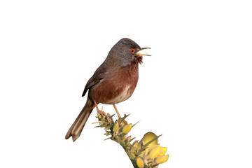 Dartford warbler, Sylvia undata,