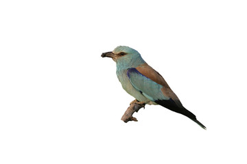 European roller, Coracias garrulus,