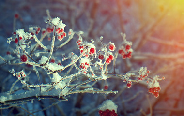 Red berries of viburnum with hoarfrost on the branches . closeup