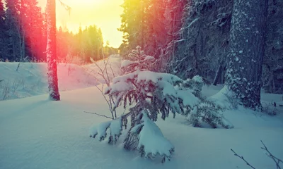 Deurstickers Winter Winterlandschap. Winterschoonheidsscène