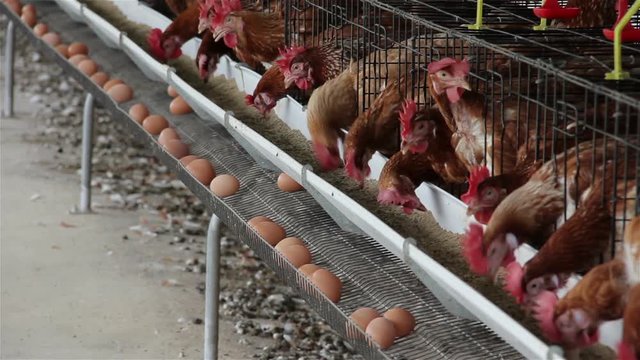 Chickens eating food in farm with eggs in tray.