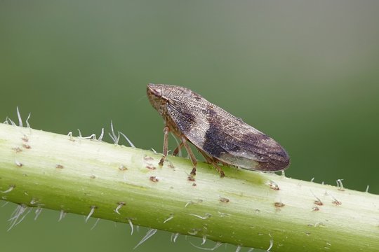 European Alder Spittle Bug or Froghopper, Aphrophora alni