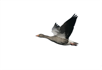 Greylag goose, Anser anser