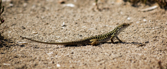 Lizard Macro