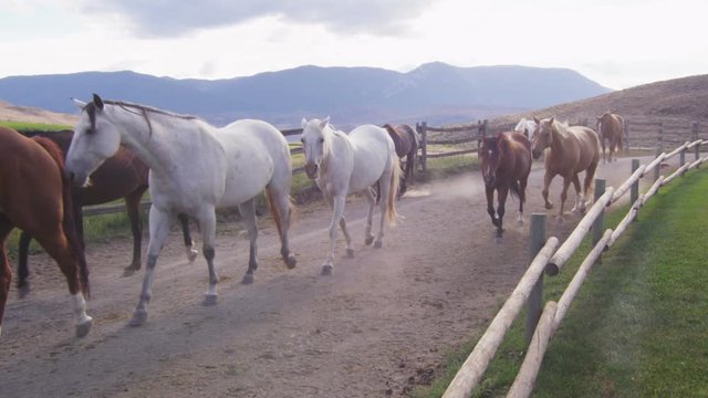 Horses trotting in fenced lane with pasture in background.