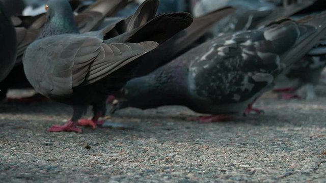 Camera Among the Pigeons Pecking at Feed