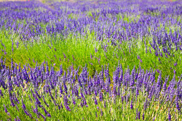 Plant of blue  lavender