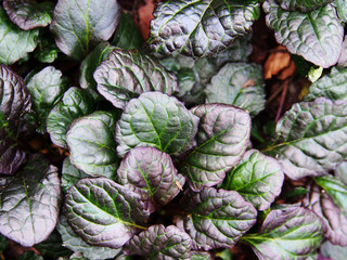 Ajuga reptans 'Catlin's Giant' - bugleweed