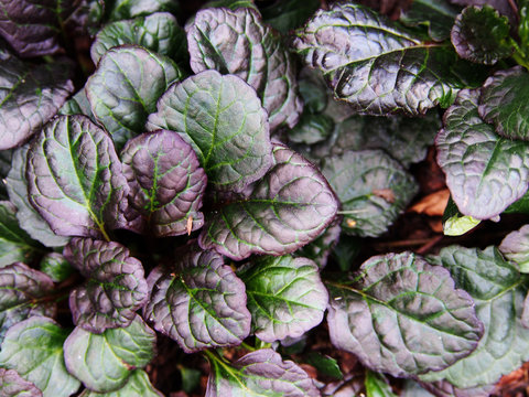 Ajuga reptans 'Catlin's Giant' - bugleweed