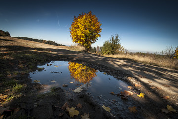 Autumn Landscape with Tree, Blue Sky and Puddle or Shallow Pool