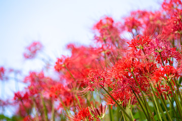 彼岸花と青空