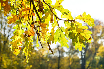 Leipzig Johannapark im Herbst