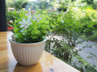 Plant in pot