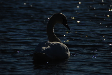 White swans on sunset rays  park lake