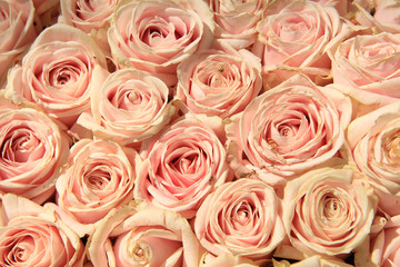 Pink wedding roses