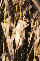 campo di mais secco in autunno pronto da raccogliere