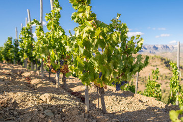 Fototapeta na wymiar Vineyard in the Comarca Priorat, a famous wine-growing area where the prestigious wine of the Priorat and Montsant is produced. Wine has been cultivated here since the 12th century
