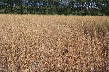 campo di soia secco in autunno
