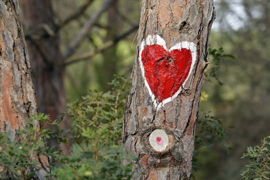 Corazon rojo en un arbol