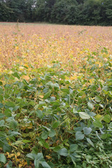 campo di soia giallo e verde in autunno