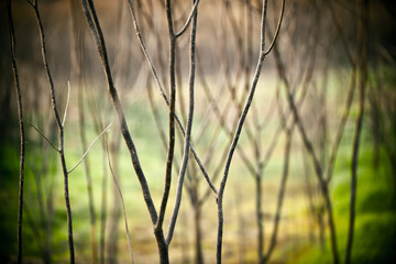 Obraz premium tree branches