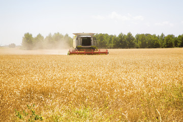 Fototapeta premium Tractor cosechadora y Cosecha de cereales