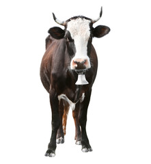 Naklejka na ściany i meble Cow on white background. Farm animal concept.
