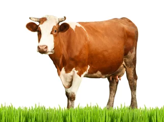 Papier Peint photo Lavable Vache Cow on white background. Farm animal concept.