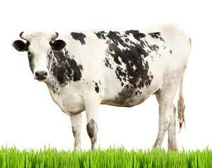 Cow on white background. Farm animal concept.