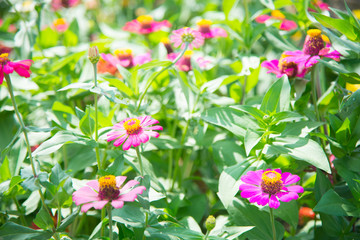 Zinnia floral in garden