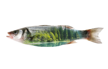 Fototapeta premium Fish and nature 