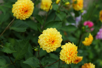 close up of beautiful Yellow Dahlias