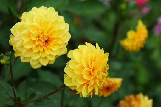 close up of beautiful Yellow Dahlias