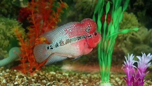 Flowerhorn Cichlid swims in an aquarium
