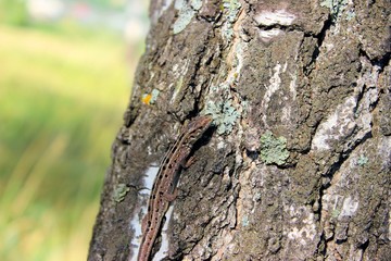 Lizard on a birch trunk in sunny day.
