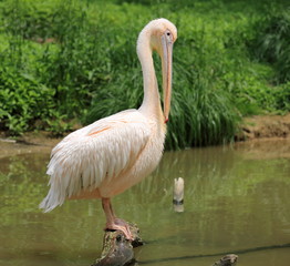 Obraz premium pélican blanc perché