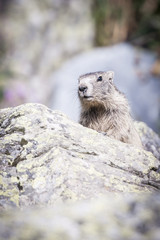 Portrait de marmotte