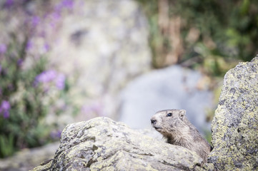 Marmotte dans les rochers
