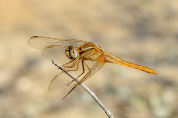 Dragonfly