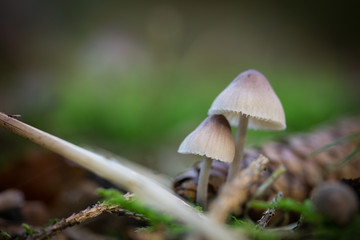 Pilze unzertrennlich