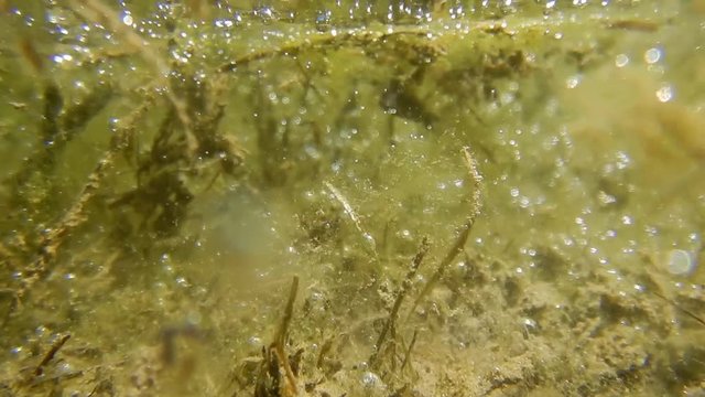 Sott'acqua Stagno - Tritone