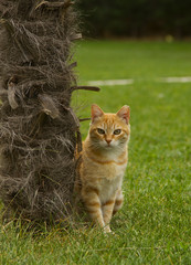 Orange cat is seating near palm on the green grass