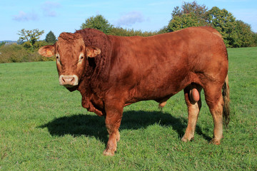 Taureau Limousin.