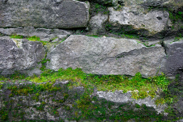 Moss and stone background. Texture of brick wall.  The old rock in the wood -grown.