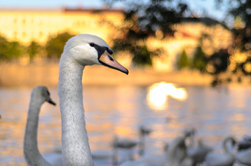 Portrait of a Swan